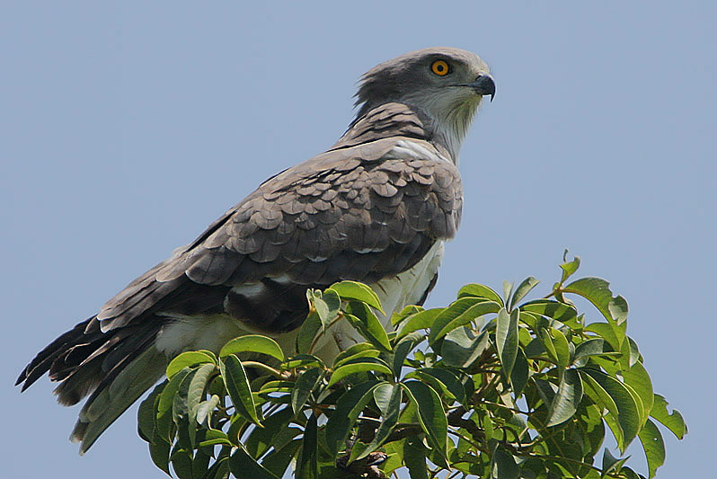 Beaudouin’s Snake Eagle