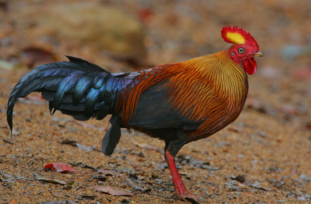 Sri Lanka Junglefowl