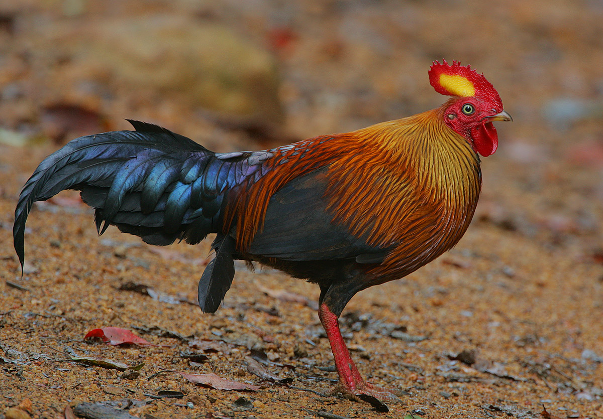 Sri Lanka Junglefowl