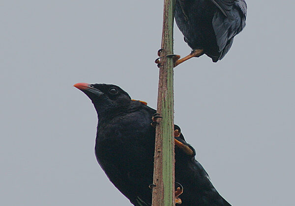 Sri Lanka Hill Myna