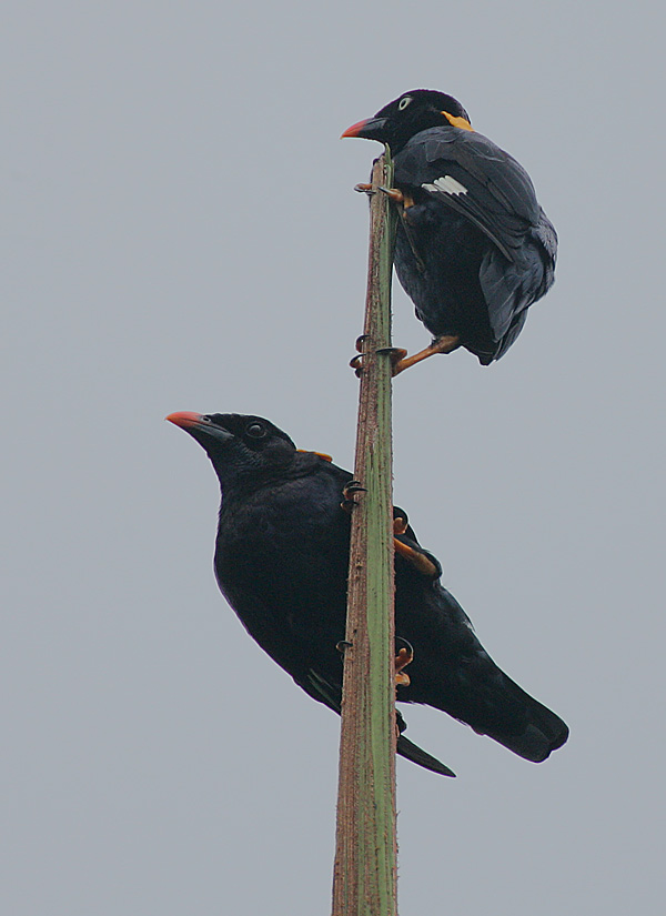 Sri Lanka Hill Myna