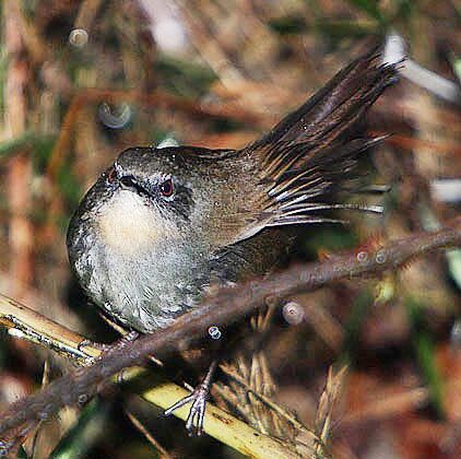 Sri Lanka Bush Warbler