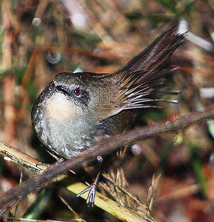 Sri Lanka Bush Warbler