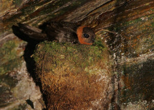 Chestnut-collared Swift