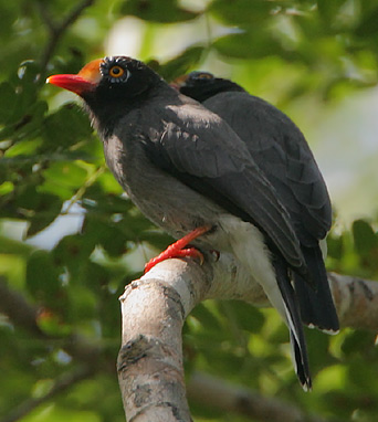 Chestnut-fronted Helmetshrike