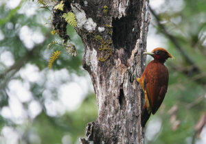 Chestnut Woodpecker