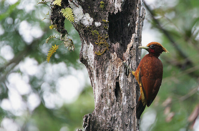 Chestnut Woodpecker