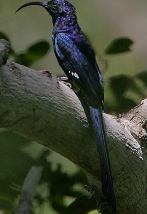 Common Scimitarbill