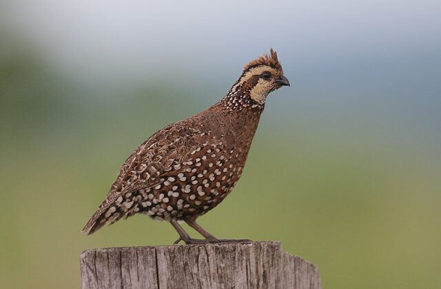 Crested Bobwhite