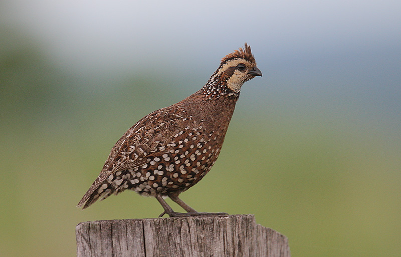 Crested Bobwhite