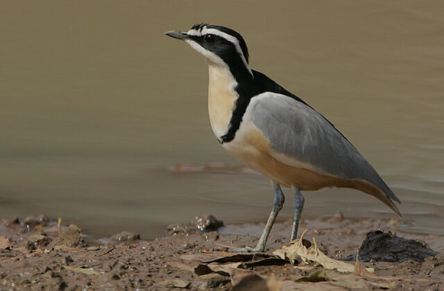 Egyptian Plover