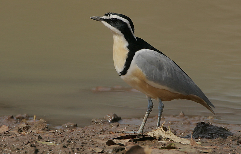 Egyptian Plover