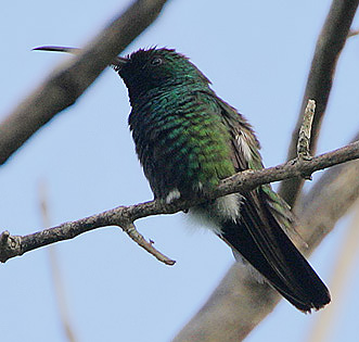 Green-throated Mango