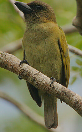 Green Barbet