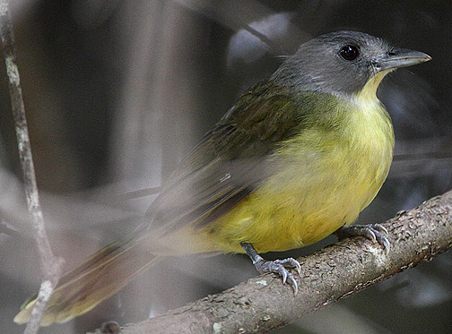 Grey-headed Bristlebill