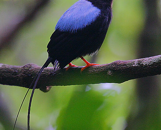 Long-tailed Manakin
