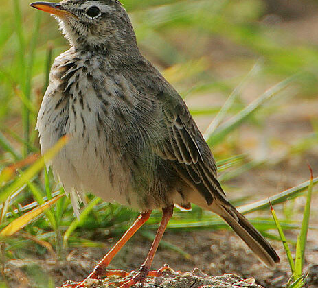 Malindi Pipit