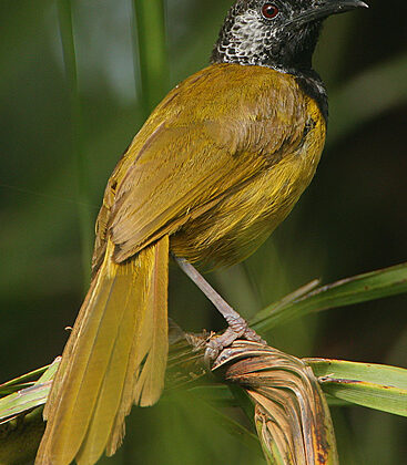 Oriole Warbler