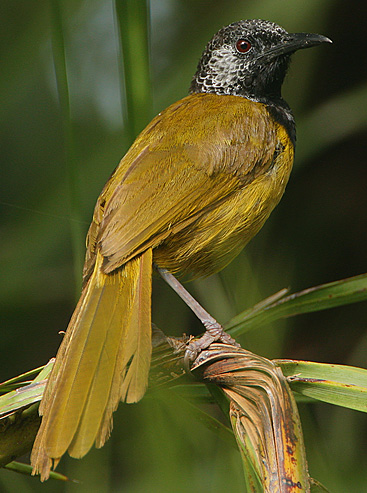 Oriole Warbler