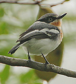 Pale Batis