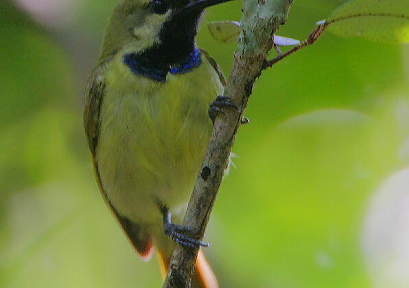Plain-backed Sunbird