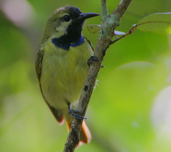 Plain-backed Sunbird
