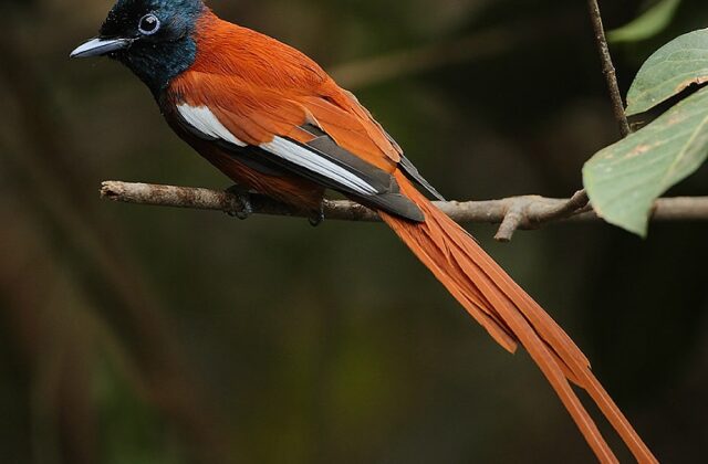 Red-bellied Paradise Flycatcher