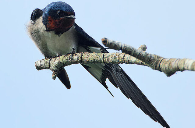 Red-chested Swallow
