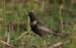 Ring Ouzel