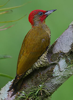 Rufous-winged Woodpecker