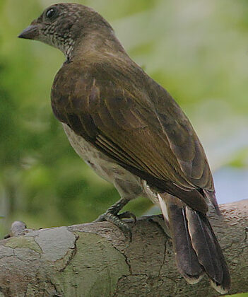 Scaly-throated Honeyguide