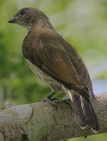 Scaly-throated Honeyguide