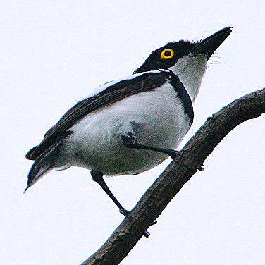 Senegal Batis