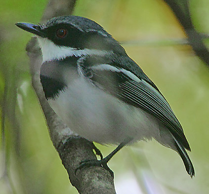Forest Batis