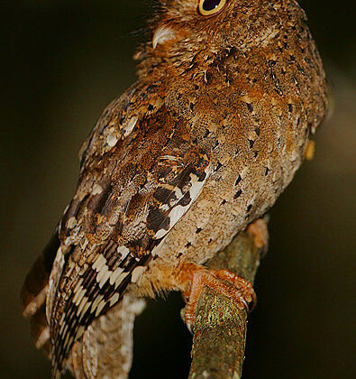 Sokoke Scops Owl