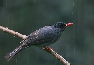 Square-tailed Bulbul