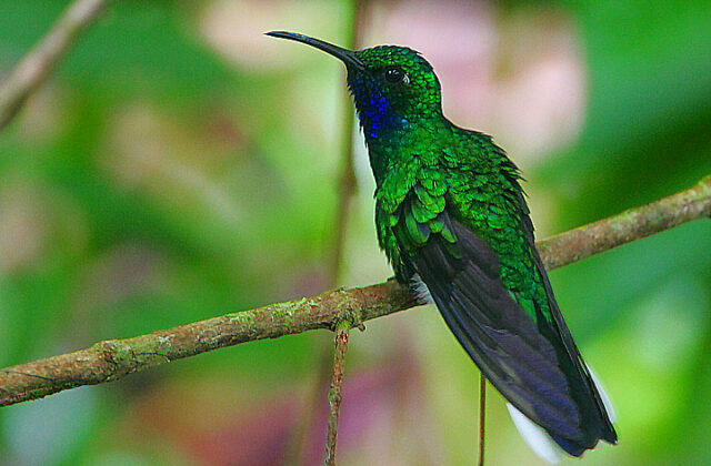 White-tailed Sabrewing