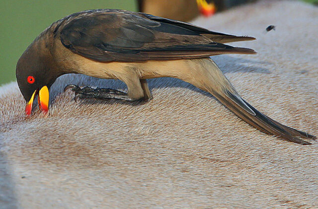 Yellow-billed Oxpecker