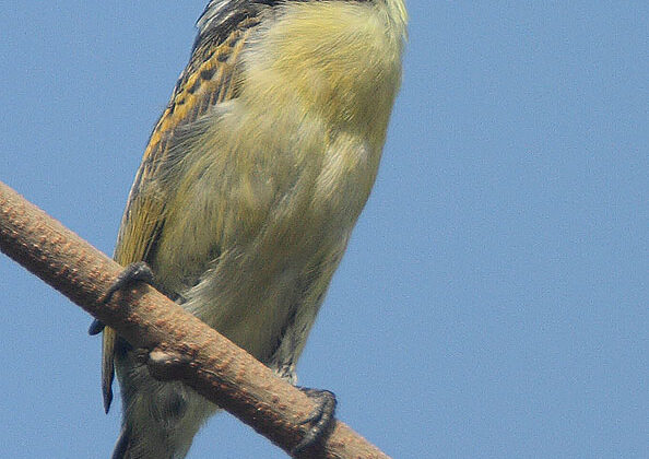 Yellow-fronted Tinkerbird