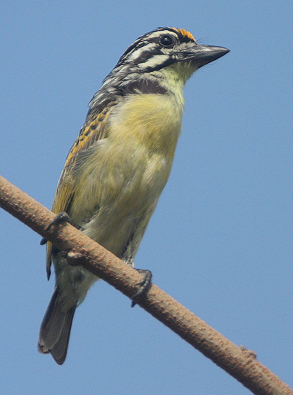 Yellow-fronted Tinkerbird