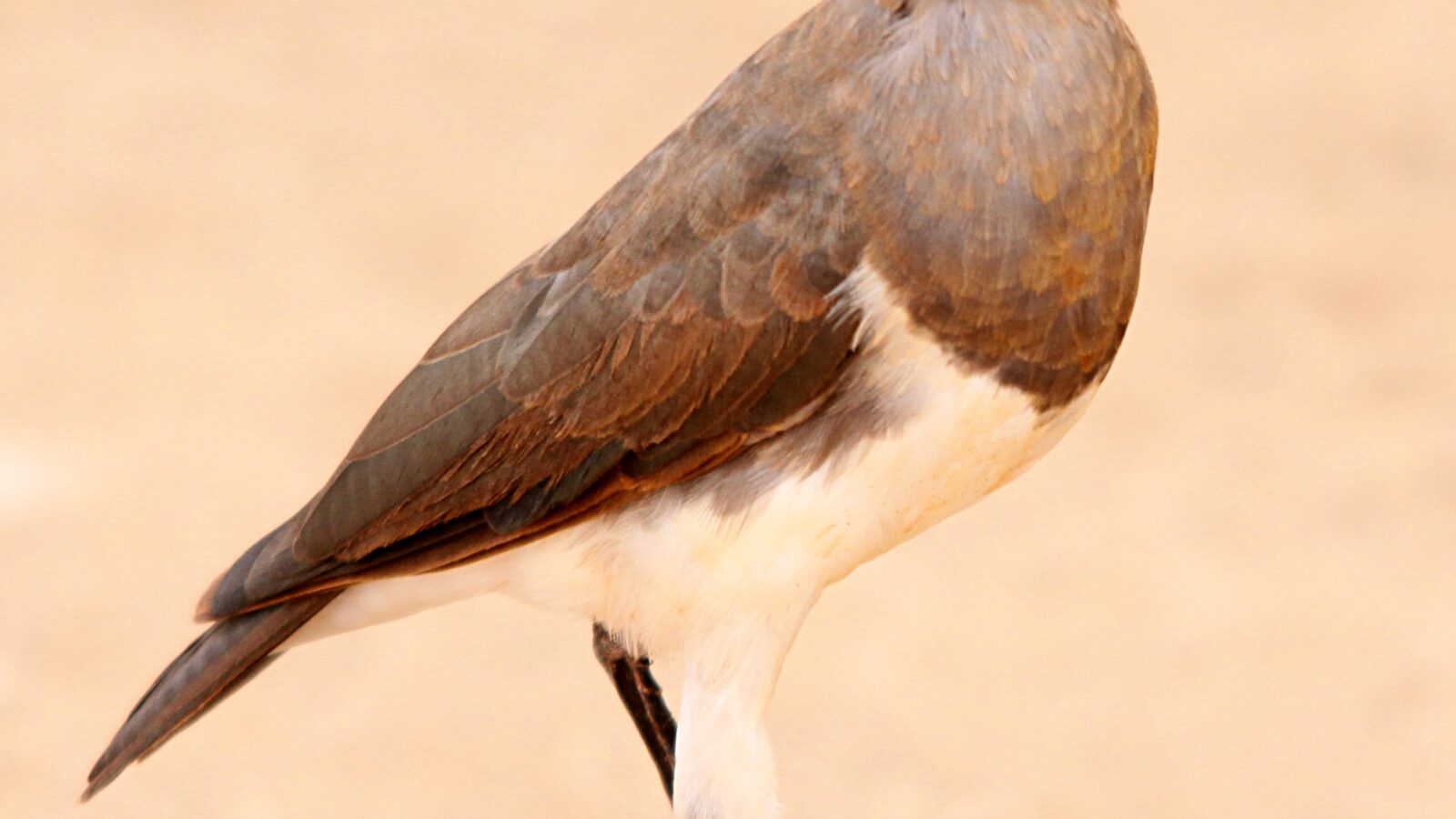 Fischer’s Starling