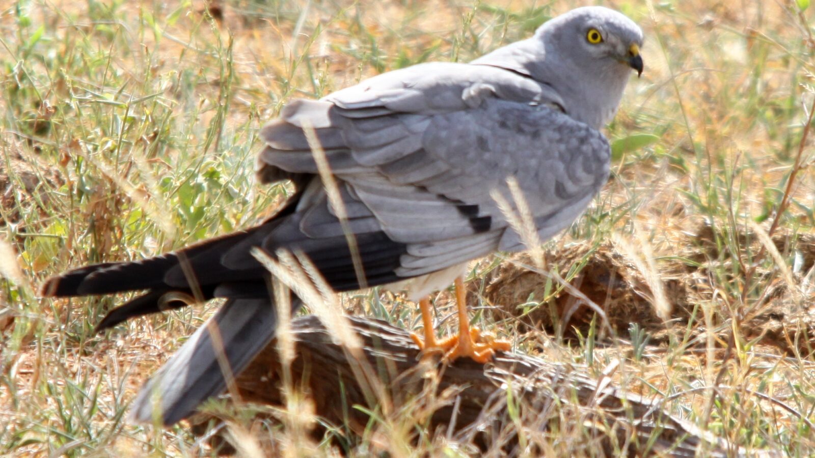 Montagu’s Harrier