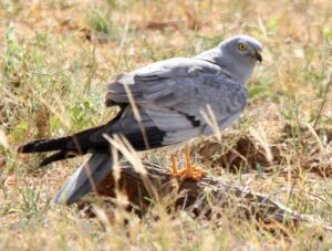 Montagu’s Harrier