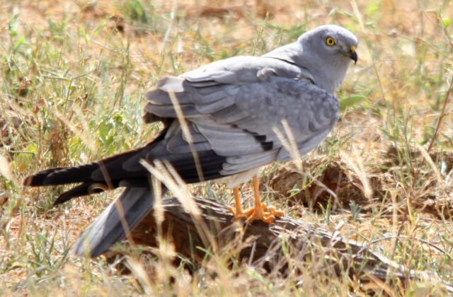 Montagu’s Harrier