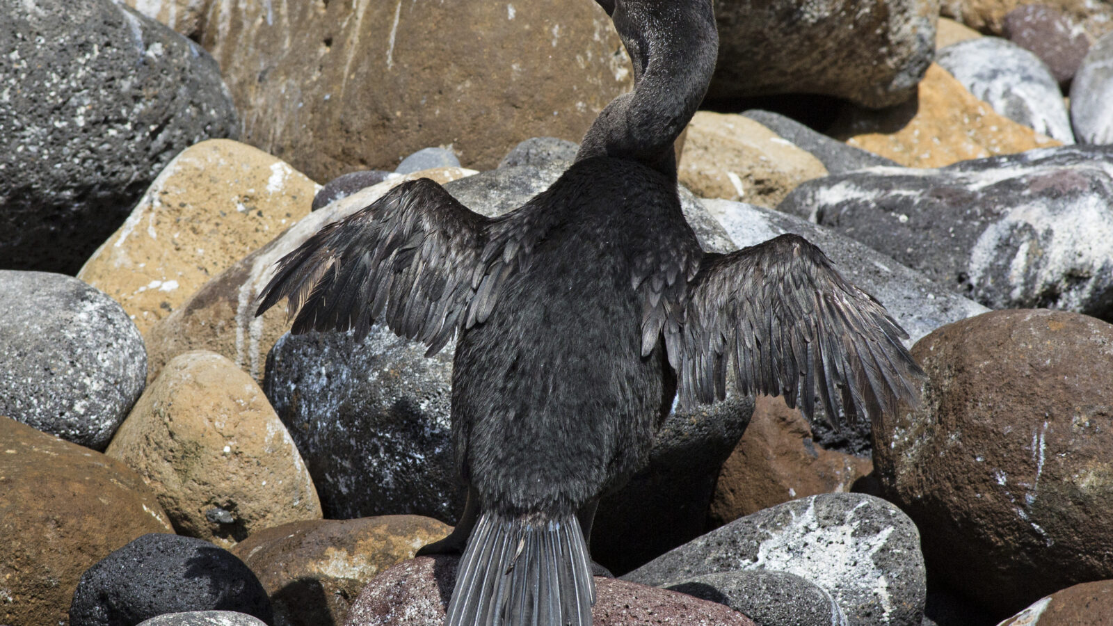 Flightless Cormorant
