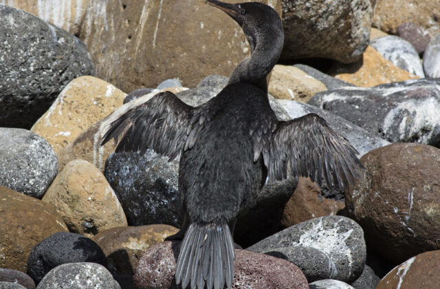 Flightless Cormorant