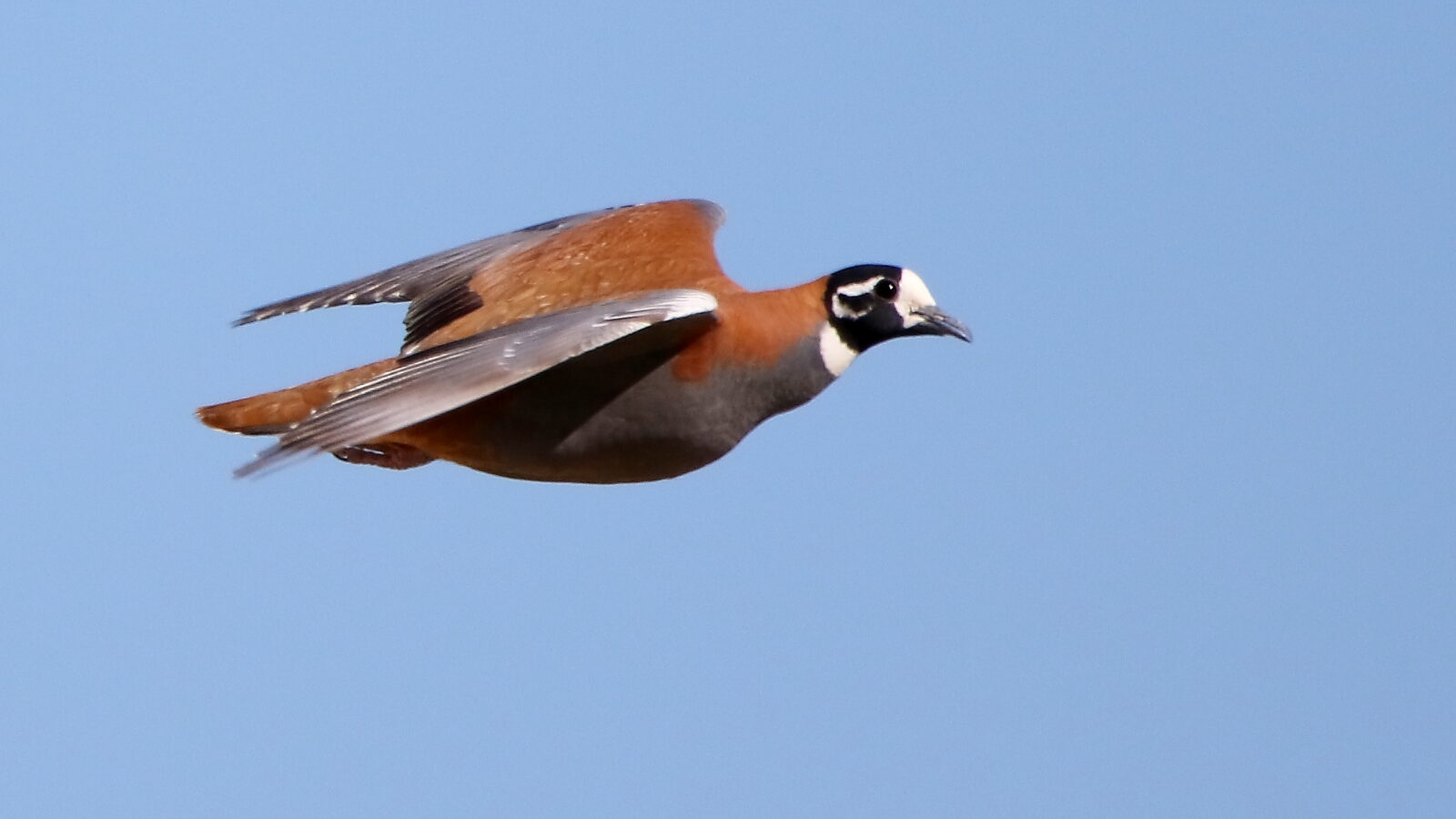 Flock Bronzewing