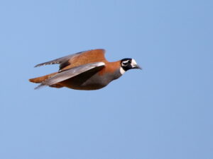 Flock Bronzewing