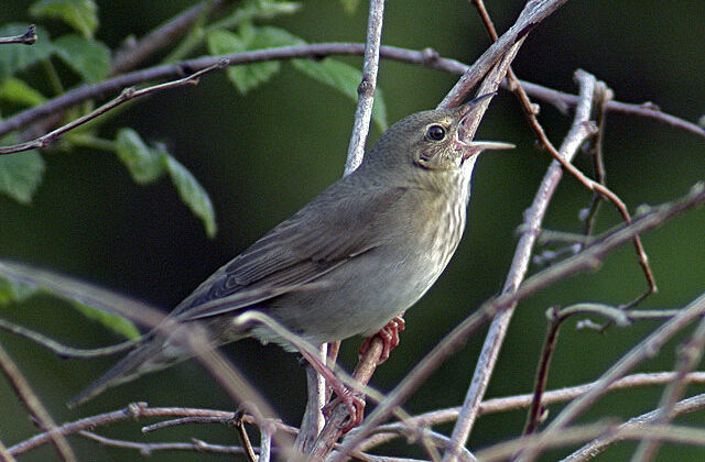 River Warbler