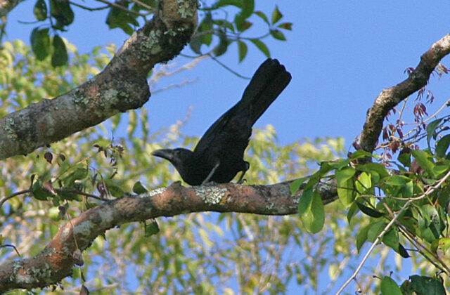 Flores Crow